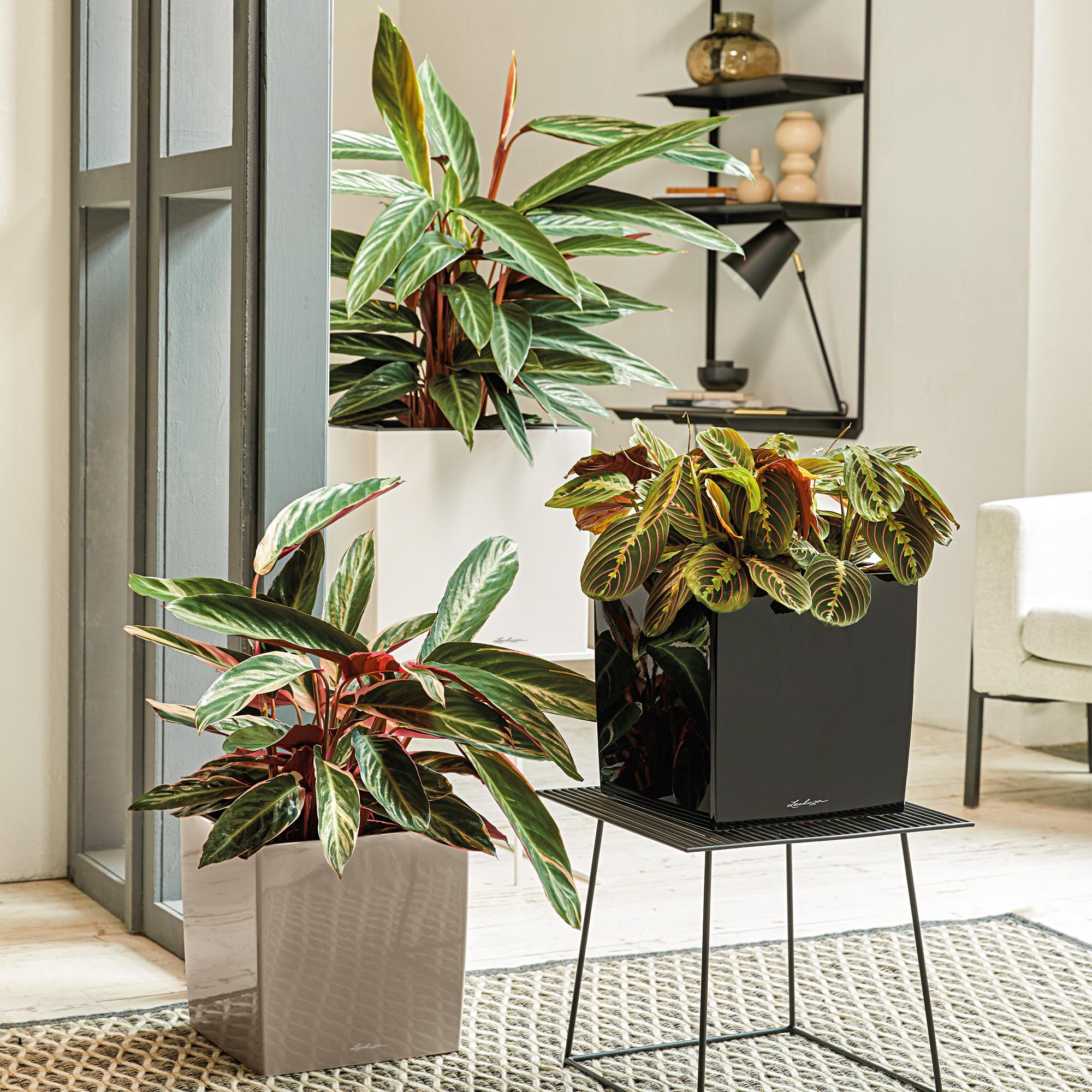 le_cube_product_addi_02